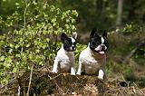BOULEDOGUE FRANCAIS 1053